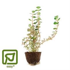 Rotala rotundifolia mini potte - blisterpakke